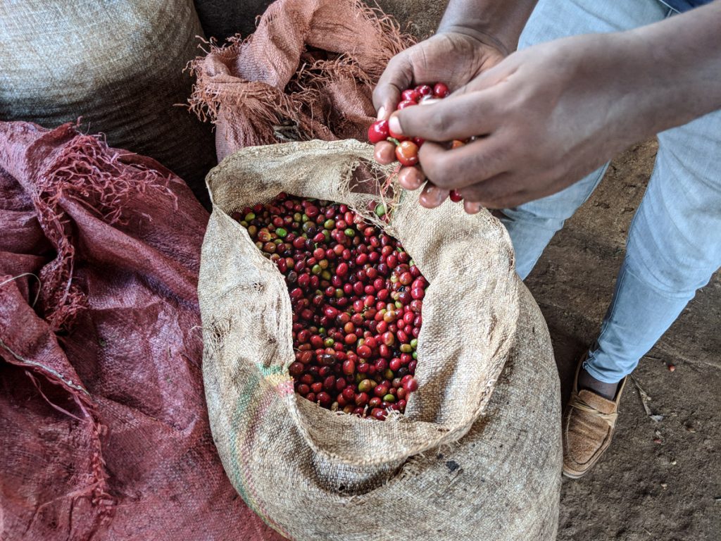 Ethiopia Koke Deep Dive