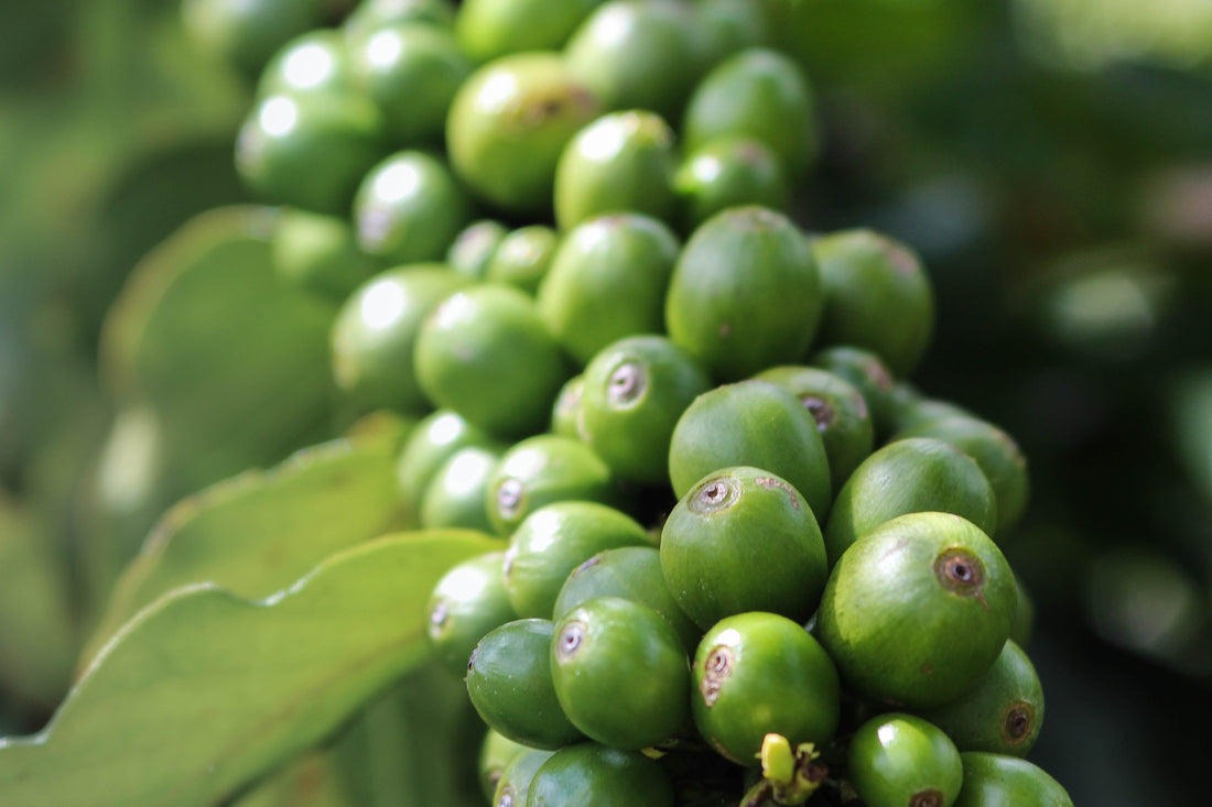 10 Reasons Why Anchor Coffee is a Great Wholesale Partner