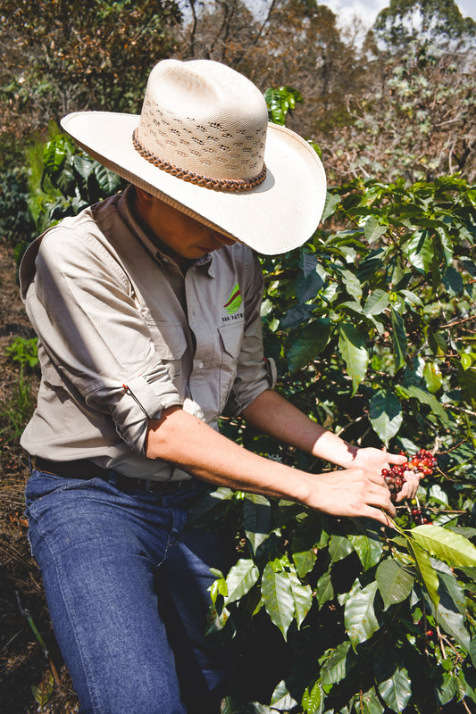 The Art and Science of Specialty Coffee: Savoring the Benefits of Terroir, Origin, Varietals, and Creative Processing