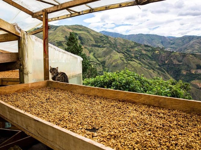 Aponte Village Honey - Single Origin - Colombia