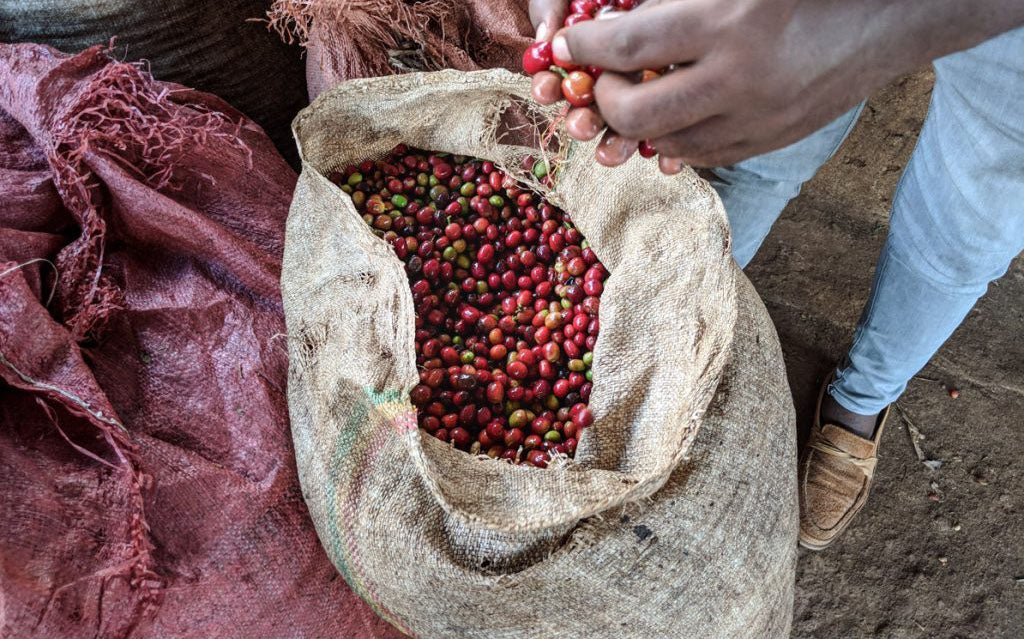 Ethiopia Koke - Single Origin - Honey Process